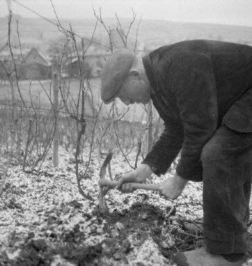 photographie - MNATP. Enquête sur la viticulture en Bourgogne (1946 - 1950).