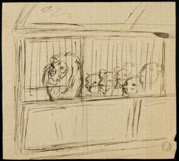 dessin - Lion et lionnes en cage