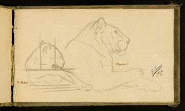carnet de dessins - Panthère en cage et lionne couchées
